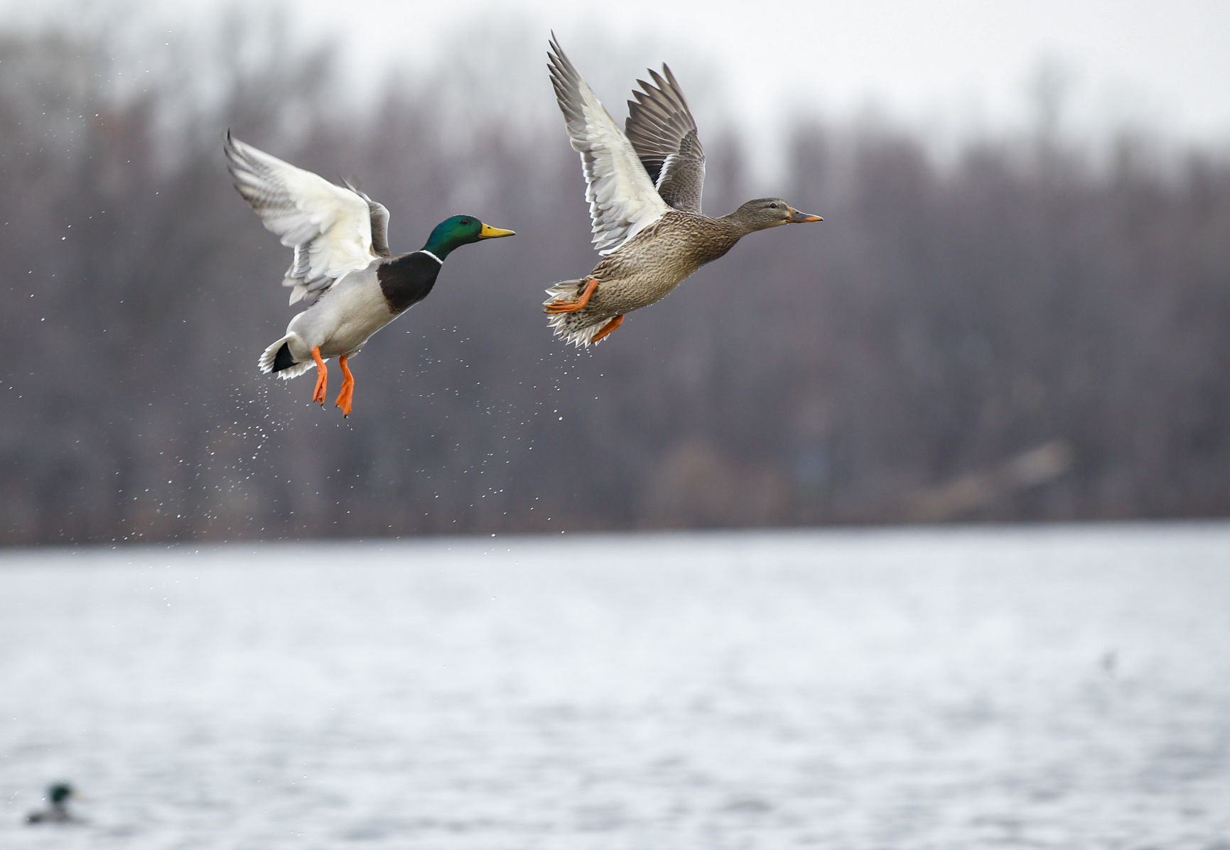 TAKING FLIGHT